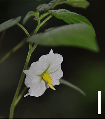 Solanum evolvuloides