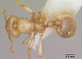 Solenopsis puncticeps casent0105855 dorsal 1. jpg