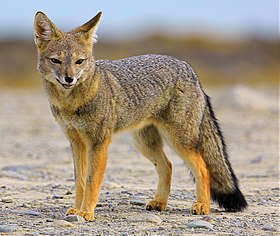 South american grey fox (cropped).jpg