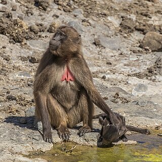 Southern gelada (Theropithecus gelada obscura) female with baby