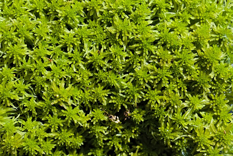 File:Sphagnum fallax at Sphagnum cultivation at Universität Greifswald 2023-06-11 05.jpg
