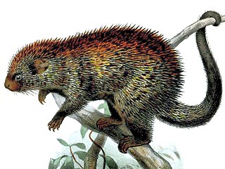Paraguaian hairy dwarf porcupine Species of rodent