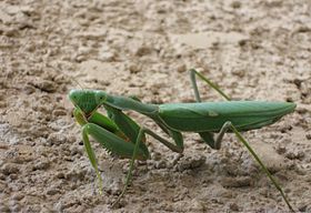 Sphodromantis viridis