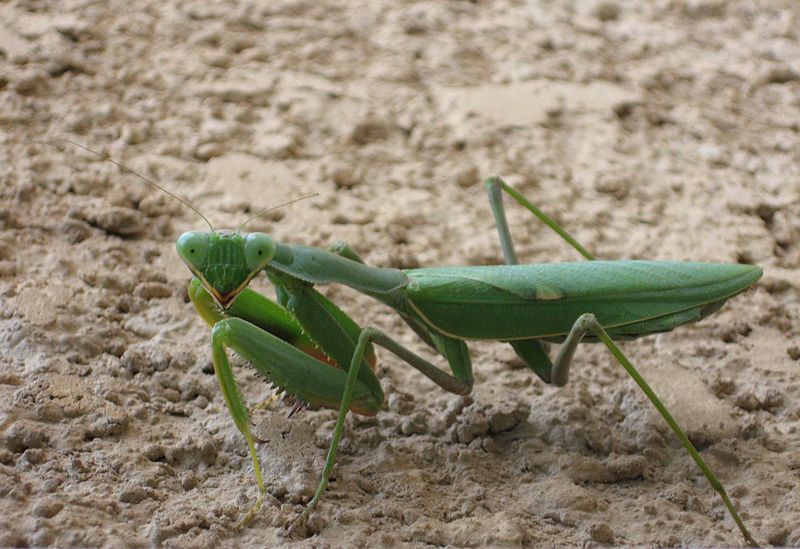 File:Sphodromantis viridis.jpg