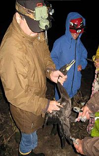 FWS staff banding a cormorant at night in July on Spider Island in the Wisconsin Islands Wilderness. The island is home to a nesting colony. Banding was done at night so the chicks would be sleeping and less aware. Spider Island Tagging.JPG