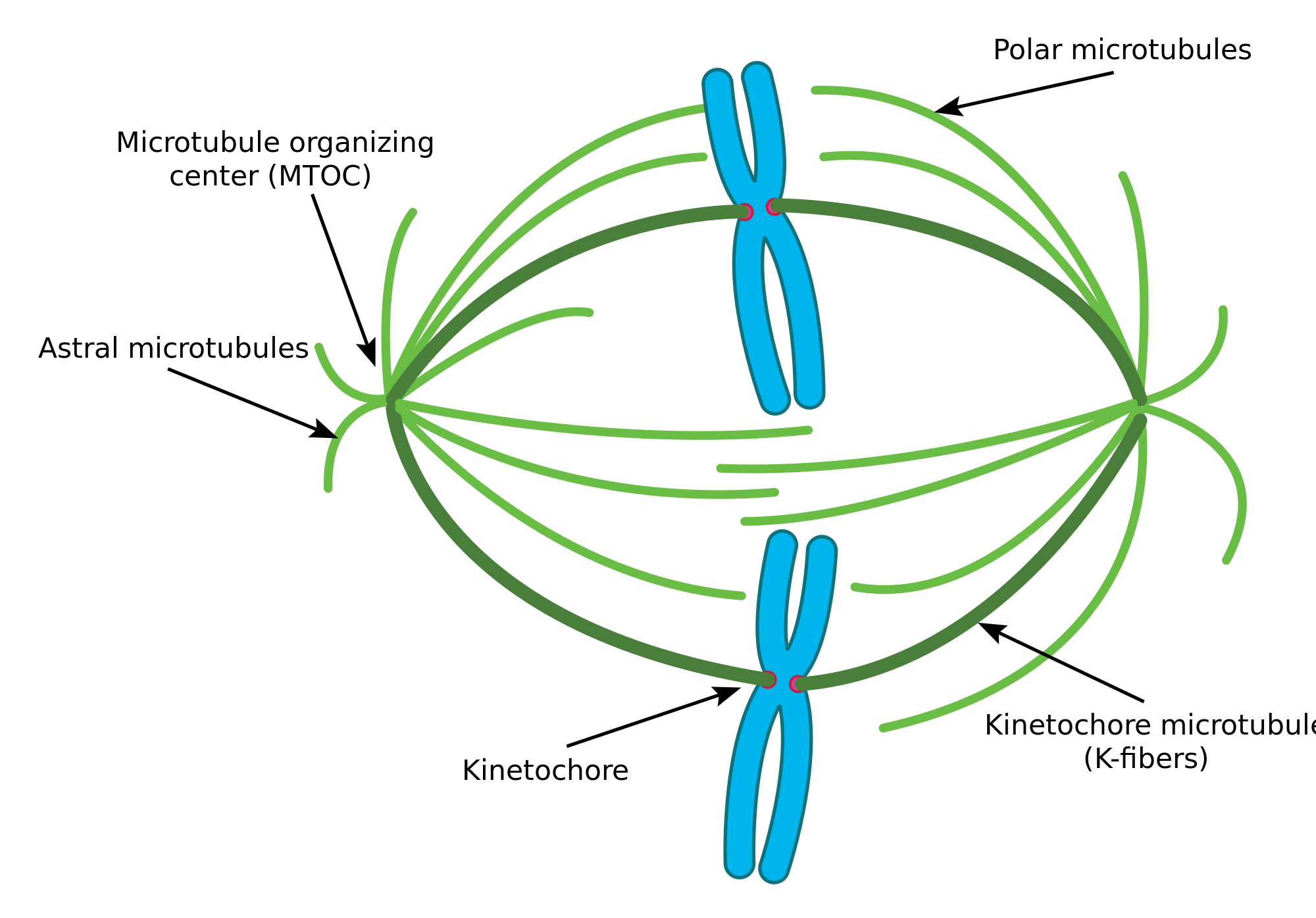 Mitotic Spindle  