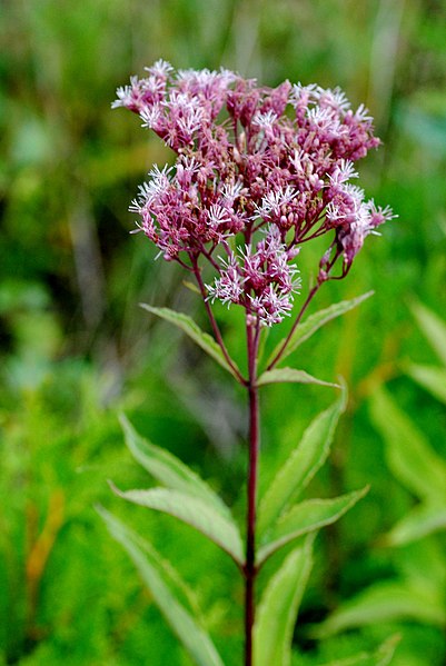 File:Spotted Joe Pye weed Eutrochium maculatum Baileys Harbor Wisconsin.jpg