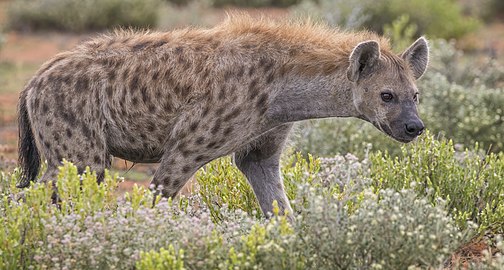 Spotted hyena Crocuta crocuta Namibia