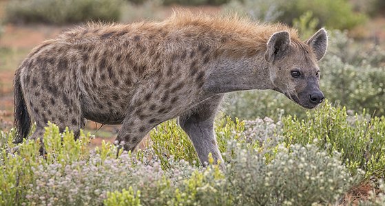 Crocuta crocuta (Spotted Hyena)