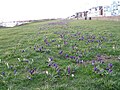 Thumbnail for File:Spring bulbs, Lee-on-Solent - geograph.org.uk - 4842411.jpg