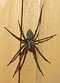 English: Giant House Spider. Svenska: Större husspindel, Fagerlund, Väsmestorp, Sörby socken. (6445675, 402415)