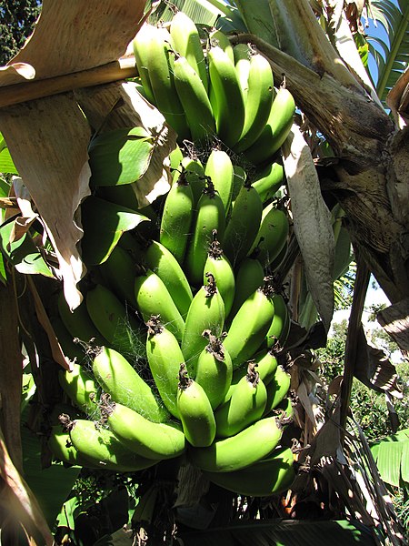 File:Starr-130120-1479-Musa acuminata-Cavendish Williams bunch-Hawea Pl Olinda-Maui (24837166849).jpg