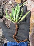 Starr-130514-2181-Oenothera stricta subsp stricta-habit pulled out-Science City-Maui (24915332100).jpg