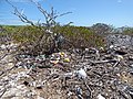 Starr-150402-0605-Tournefortia argentea-ocean dieback and debris-Spit Island-Midway Atoll (24642856494).jpg
