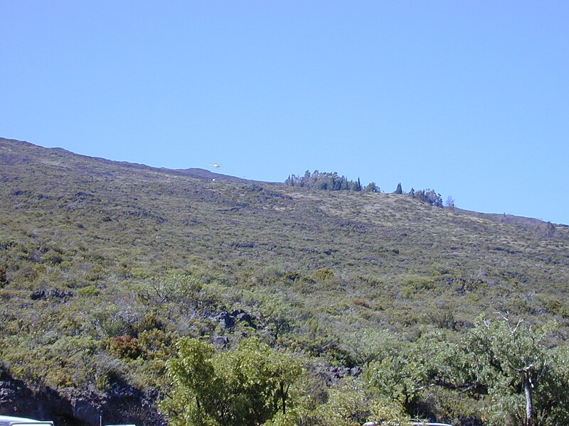 File:Starr 020712-0014 Santalum haleakalae.jpg