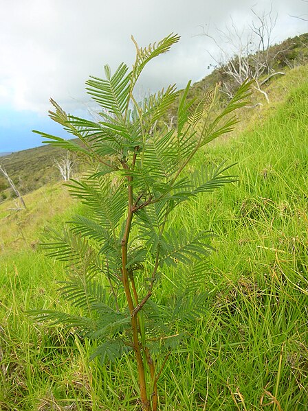 File:Starr 060429-9474 Acacia mearnsii.jpg