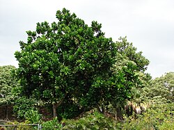 Merileikkopähkinä (Barringtonia asiatica)