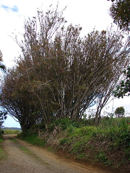 File:Starr 080326-3751 Syzygium jambos.jpg