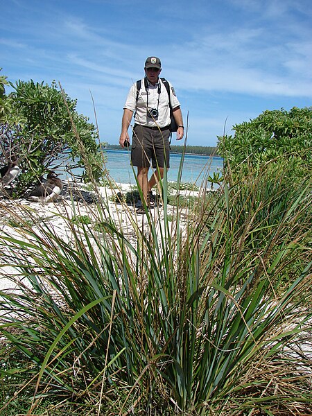 File:Starr 080603-5674 Eragrostis variabilis.jpg