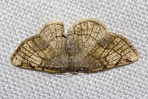 Stegania.trimaculata.7577.jpg