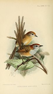 Thumbnail for Emu-wren