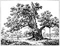 Storkeegen, an old tree in Denmark