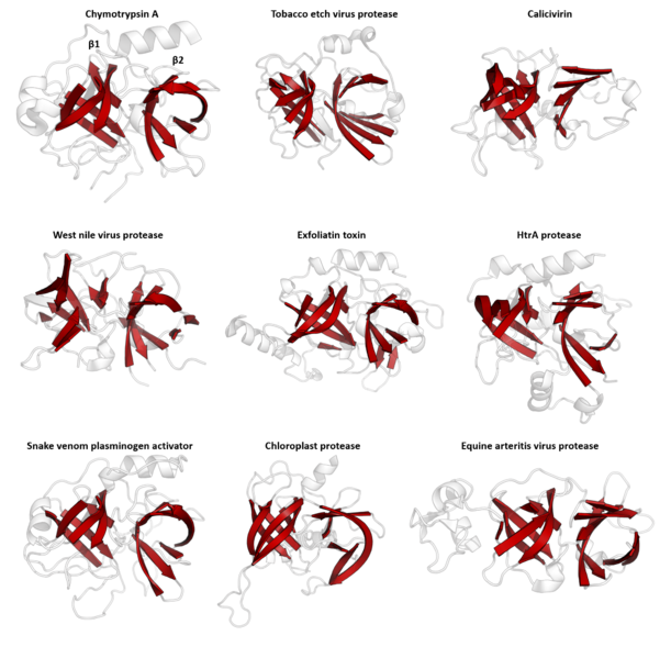 File:Structural homology of the PA clan.png