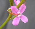 Stylidium graminifolium Flora Triggered.jpg