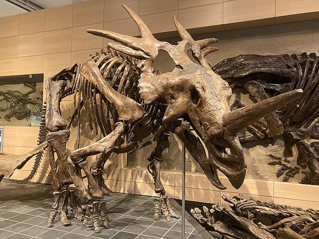 Esqueleto holotipo no Museu Canadense de Natureza