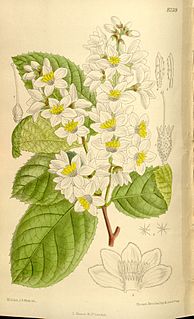 <i>Styrax hemsleyanus</i> Species of flowering plant