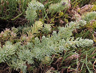 <i>Suaeda taxifolia</i> Species of aquatic plant