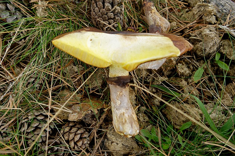 File:Suillus luteus (30896753828).jpg