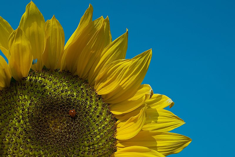 File:Sunflower with ladybug.jpg