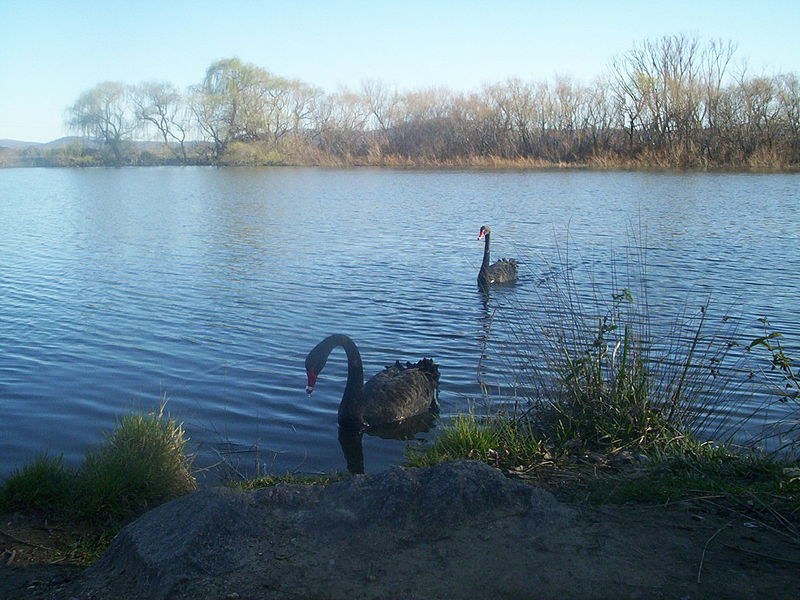 File:Swans on molonglo river.jpg