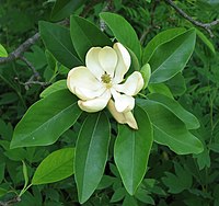 Magnolia virginiana, An labhróg mhilis