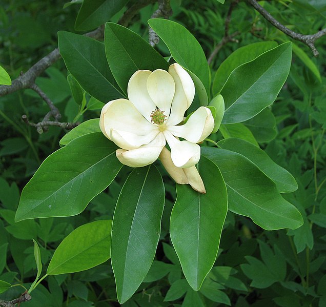 File:Sweetbay Magnolia Magnolia virginiana Flower Closeup 2242px.jpg