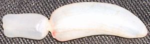 Photo of white bladder that consists of a rectangular section and a banana-shaped section connectd by a much thinner element