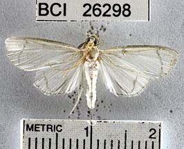 Syllepte angulifera