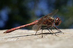 Sympetrum vulgatum male Lill-Jansskogen.JPG