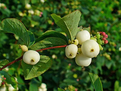 Symphoricarpos albus Fruits