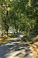 Čeština: Chráněná lipová alej u Nového Drahoňova, části Těmice English: Lime tree parkway by Nový Drahoňov, part of Těmice, Czech Republic.