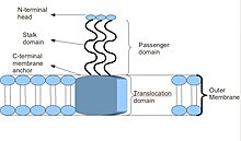 Figure 1

Schematic diagram of the basic Trimeric Autotransporter Adhesin structure Taabasic1.jpg
