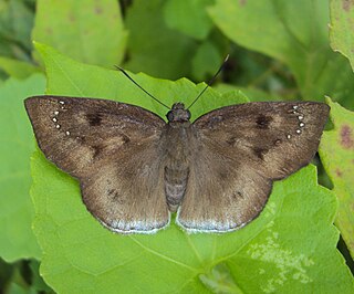 <i>Tagiades gana</i> Species of butterfly