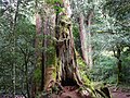 Un vieux spécimen de cyprès de Taïwan, dans la chaîne d'Alishan.