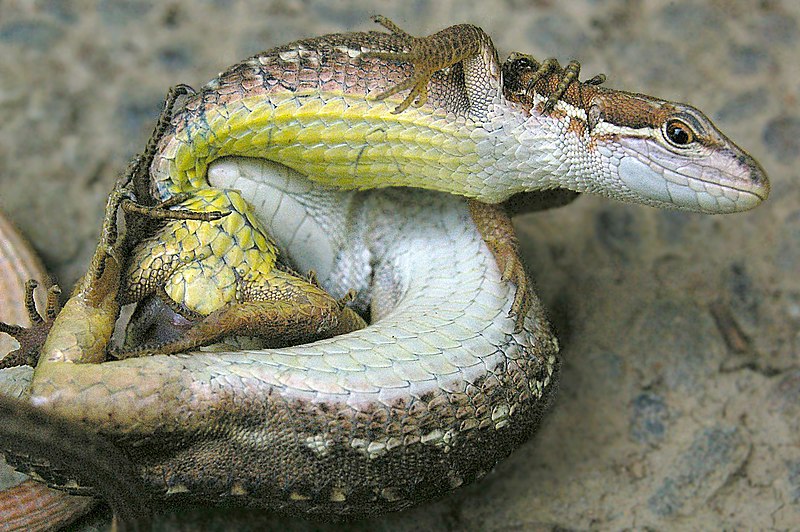 File:Takydromus tachydromoides.JPG