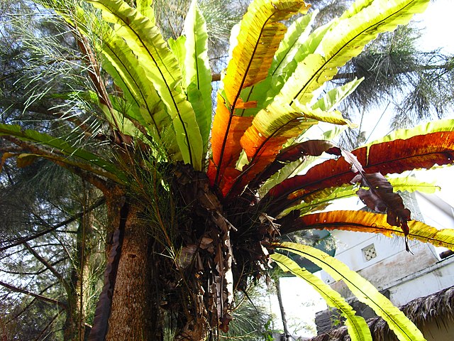 File:Tanaman.jpg - Wikimedia Commons