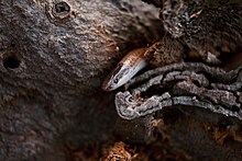 Mexican Black-headed Snake (Tantilla atriceps)