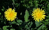 Taraxacum officinale (Asteraceae) Common dandelion