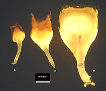 Palettes de tarets, face interne. A, Lyrodus pedicellatus ; B, Teredo navalis ; C, Nototeredo norvegica.