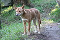 Dingos sind verwilderte Haushunde in Australien.